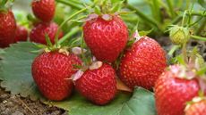 Red strawberries growing on plants in a garden