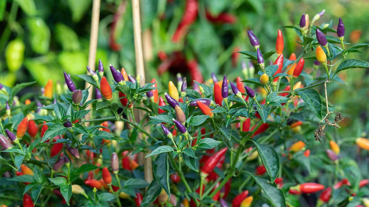 Capsicum annuum ‘NuMex twilight’