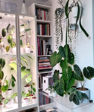 IKEA greenhouse cabinets