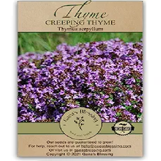 A packet of creeping thyme seeds
