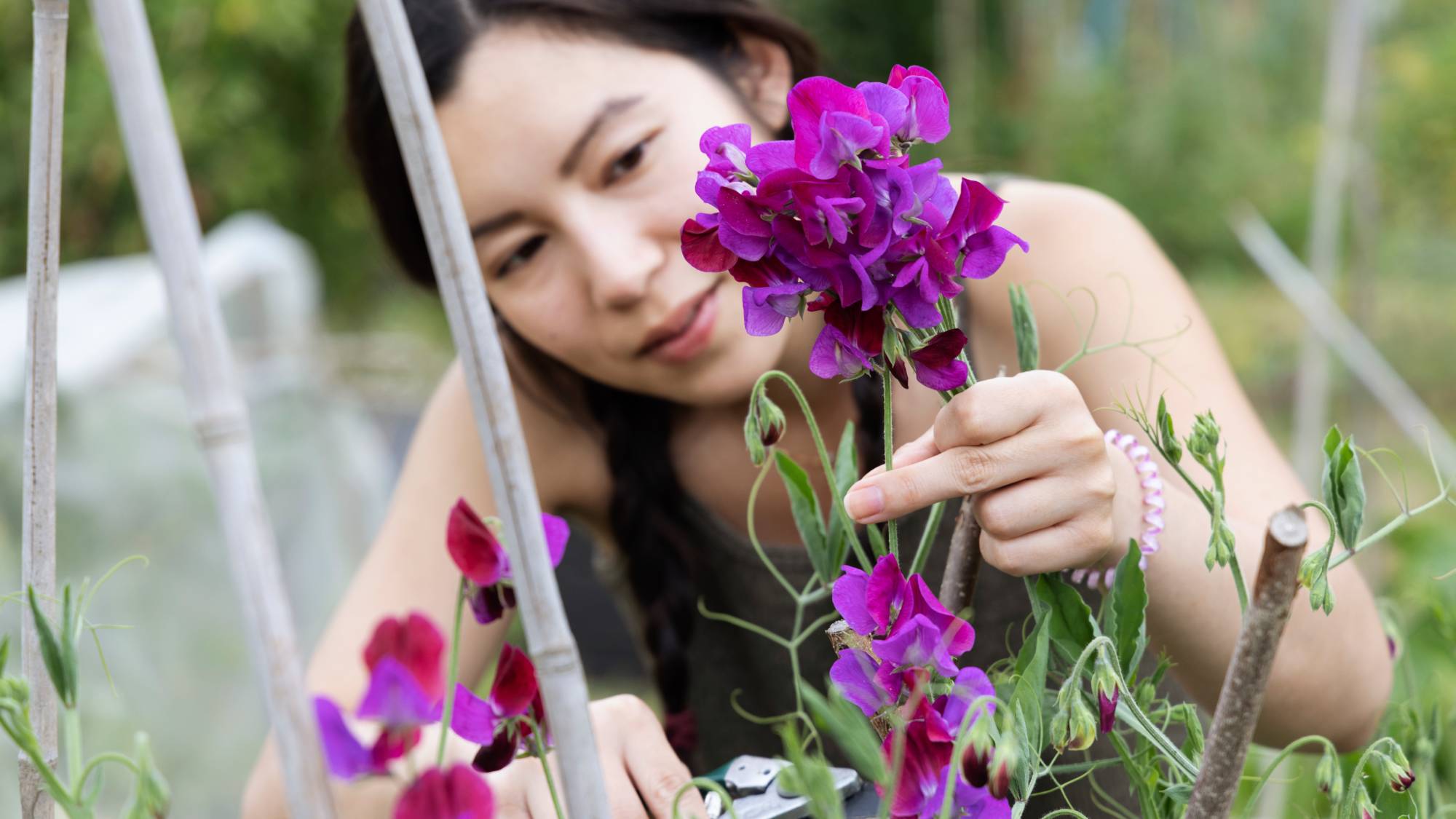 A woman touches a stem of purple sweet pea flowers