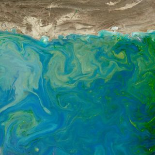 An emerald green <em>Noctiluca</em> bloom in the Arabian Sea, spotted by satellite.