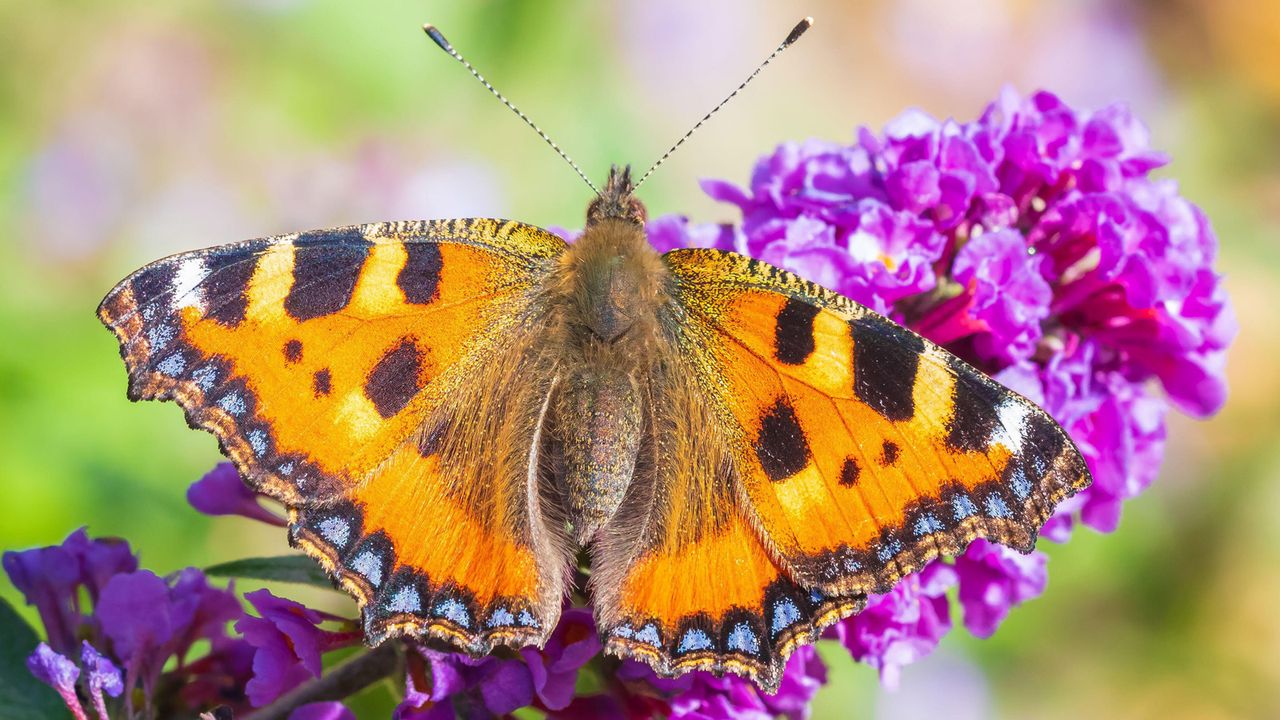 small tortoiseshell on buddleja bush 