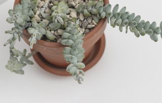 neglected Sedum Burrito