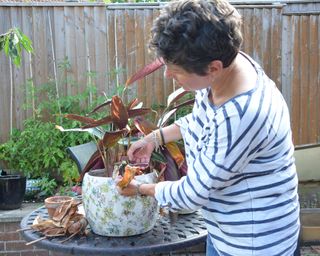 Removing dead and damaged leaves from a houseplant