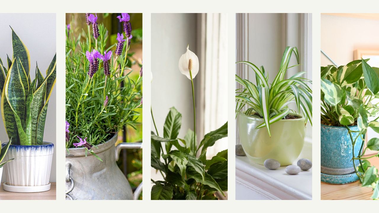 composite of five of the best houseplants for bedrooms