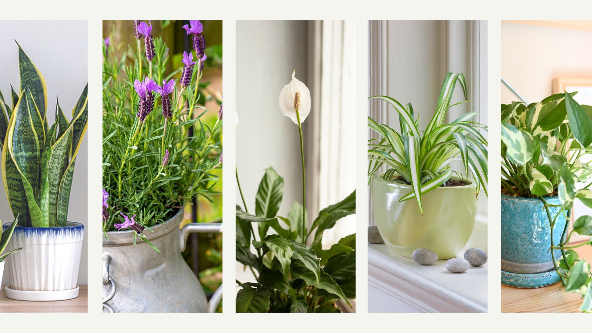 cute plant pots Ebbo Frog Planter main image 0