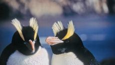 A pair of erect-crested penguins in their New Zealand habitat.