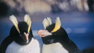 A pair of erect-crested penguins in their New Zealand habitat.