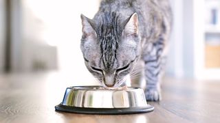 A grey cat eating from the best cat food bowl