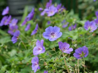 Close up of a purple flower with green leaves