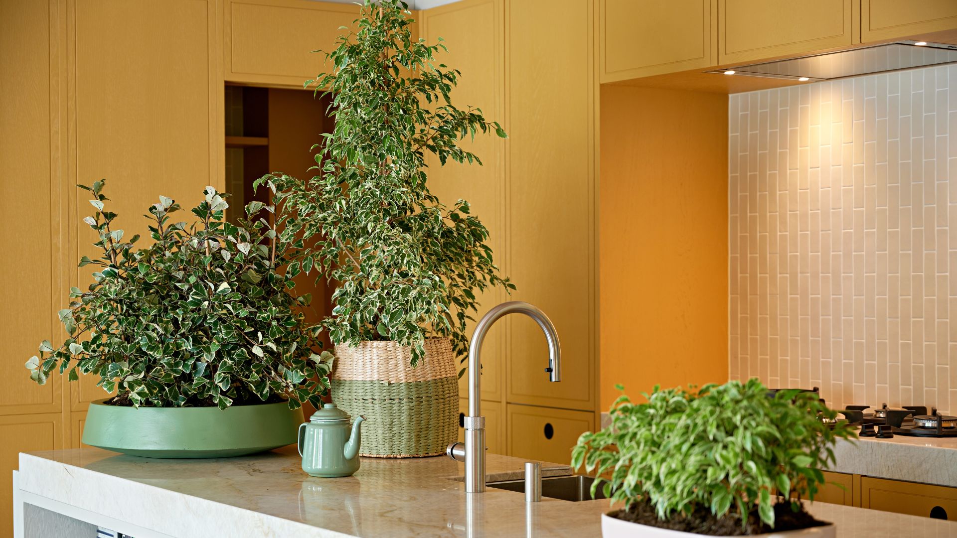 A yellow kitchen with a stone island featuring potted ficus houseplants