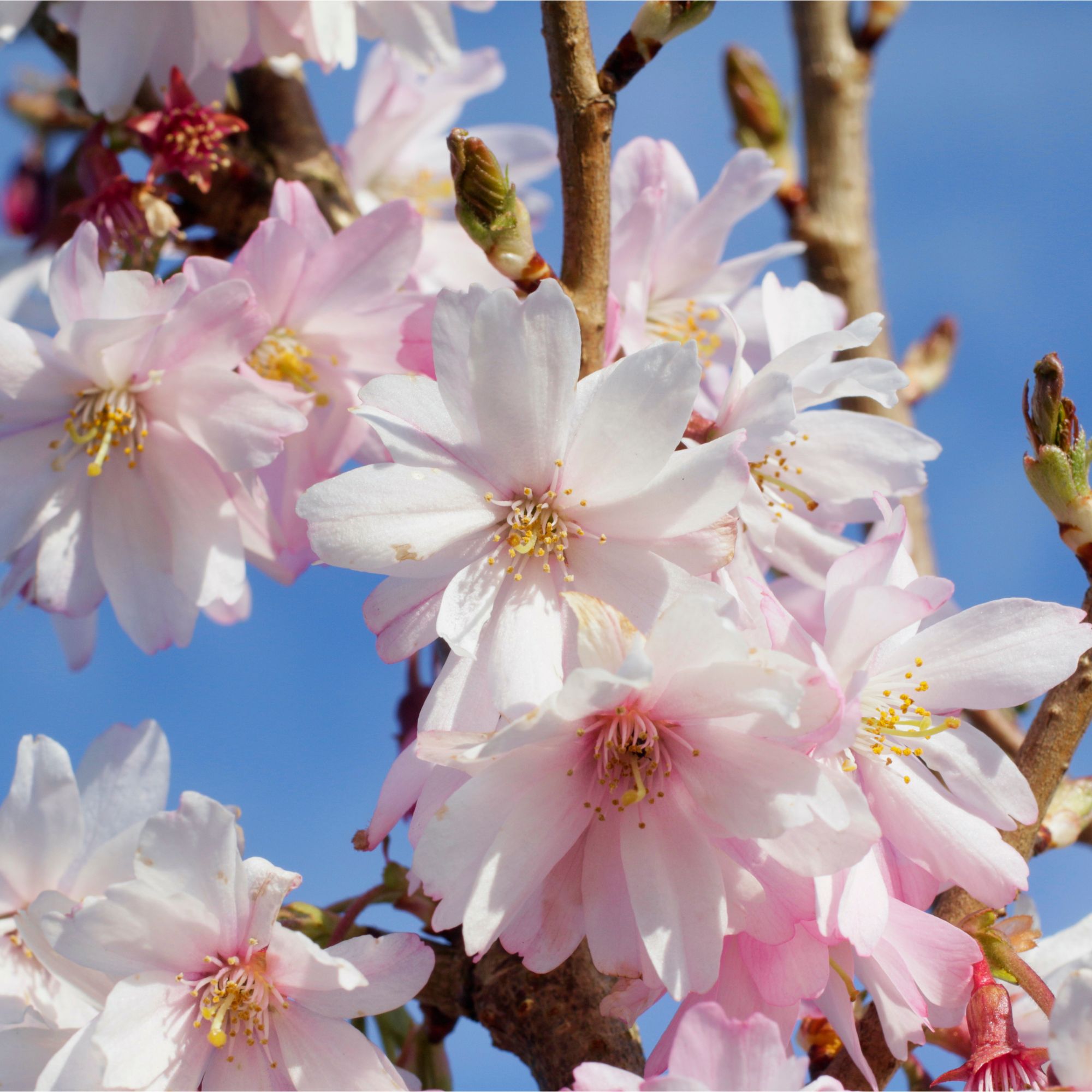 Prunus 'Autumnalis Rosea' cherry blossom