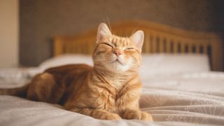 Best dog and cat names — ginger cat sitting on bed