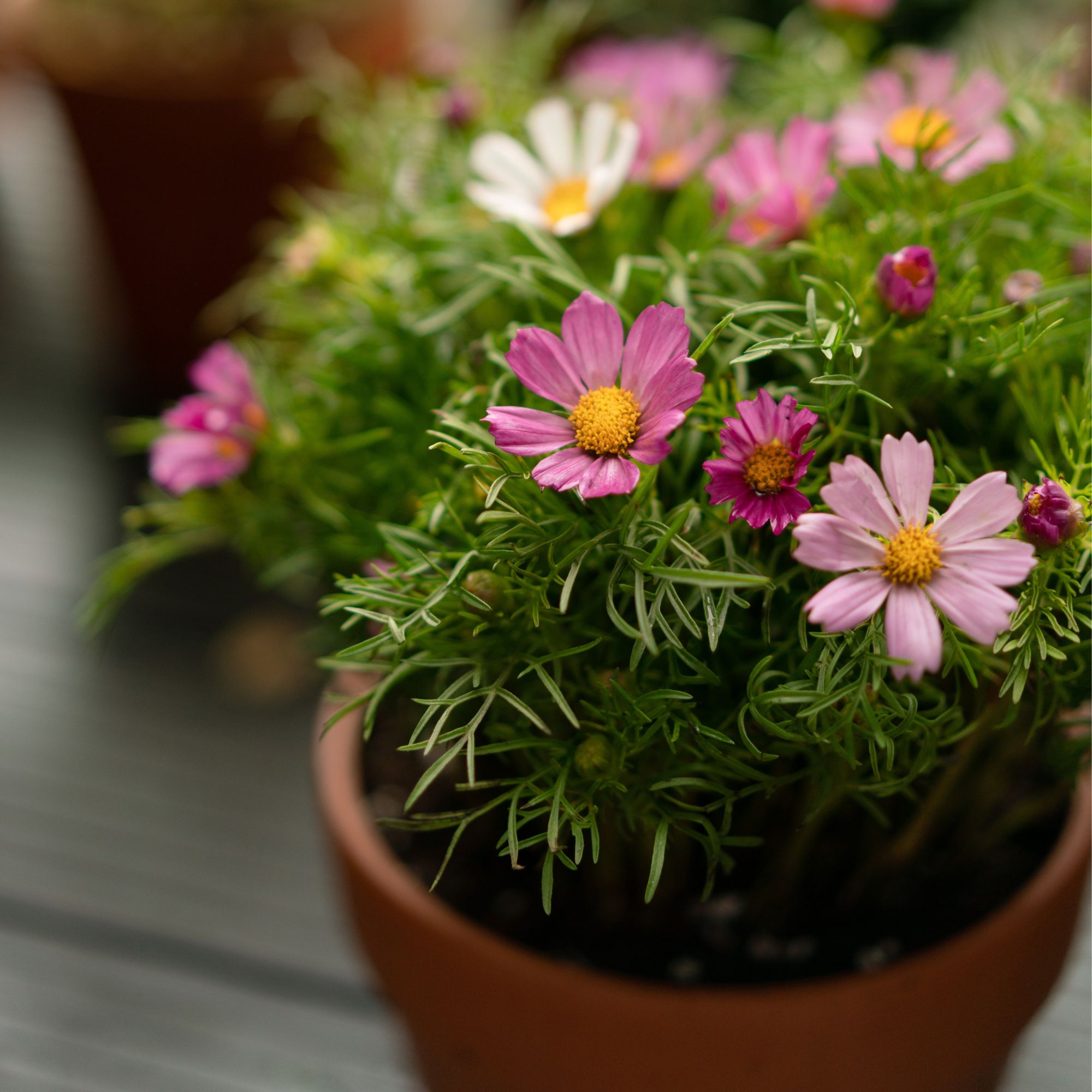 cosmos in container