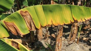 A close-up of a banana leaf that is wilting with yellow patches and brown dry spots