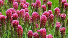 edible weeds crimson clover flowering in wildflower garden