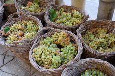 Spanish grapes