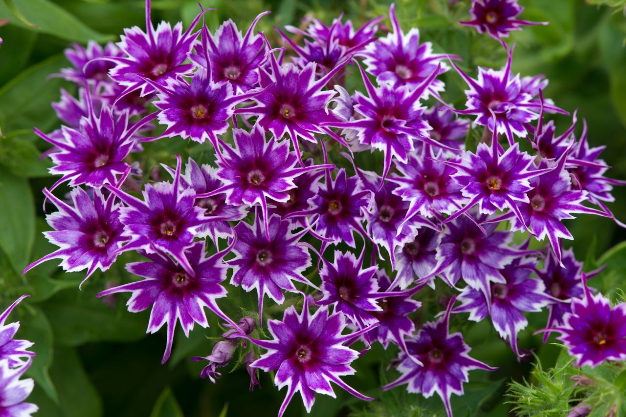 12 easy flowers to grow in pots, in the garden or inside your home Real Homes