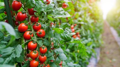 Tomatoes growing in a greenhouse