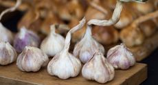 How-to-grow-garlic-RHS-Adam-Duckworth