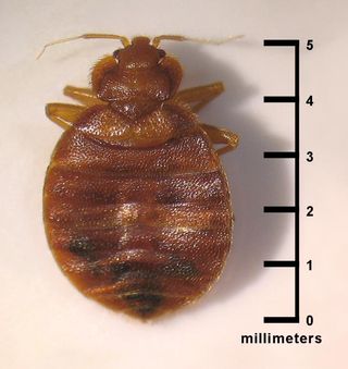 This bedbug measures 0.2 inches (5 millimeters) long, less than a third the diameter of a dime.