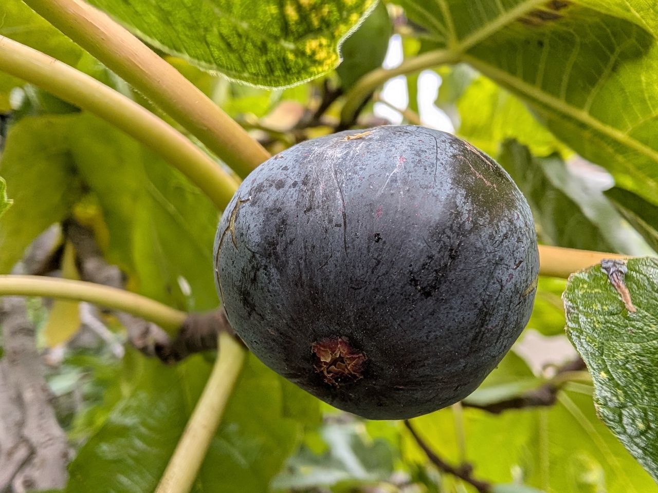 Fig shot by Pixel 10 Pro