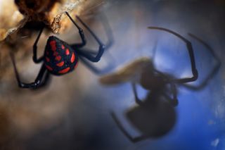 Pierluigi Rizzo is the inaugural winner of the Arachnids category. His picture, taken in Pollino National Park, Calabria, Italy, shows a female Mediterranean black widow feeding on its prey.