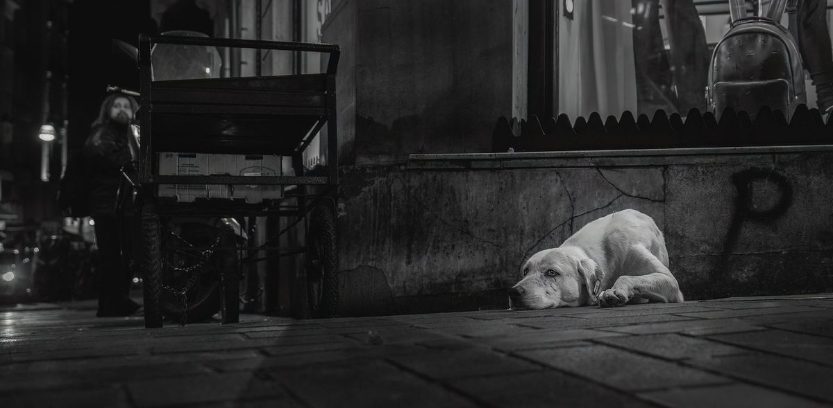 A black and white image of a lonely dog lying on a city sidewalk beside a shop, exuding a sense of solitude. A person stands in the background