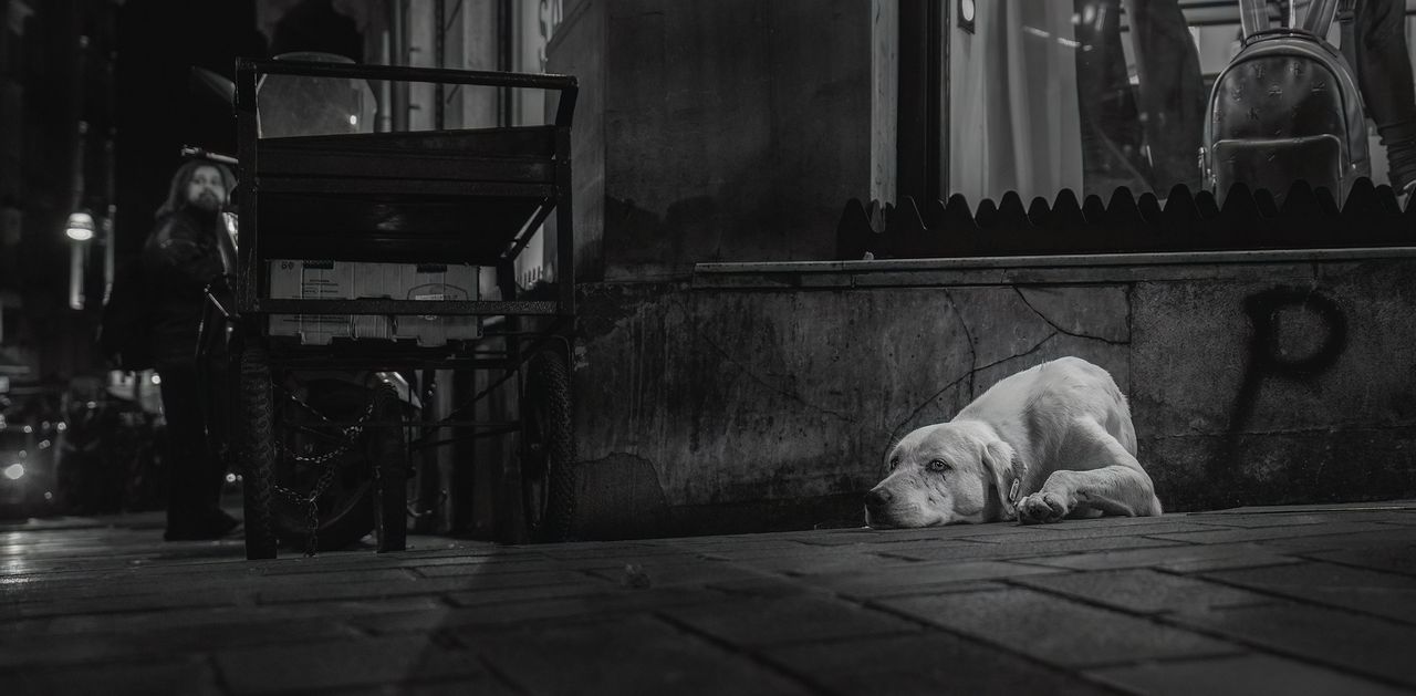 A black and white image of a lonely dog lying on a city sidewalk beside a shop, exuding a sense of solitude. A person stands in the background