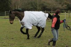 Turning out a horse with rug