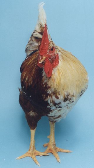Chicken gynandromorph