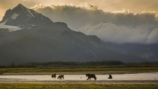 how to use bear spray: bears and a mountain backdrop