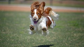 The Welsh Springer Spaniel is a distinct breed from the English springer spaniel