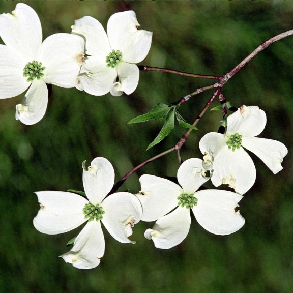 My Tree Journey: Flowering Dogwood | Gardening Know How