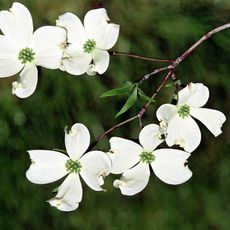 detailed blooms of flowering dogwood 