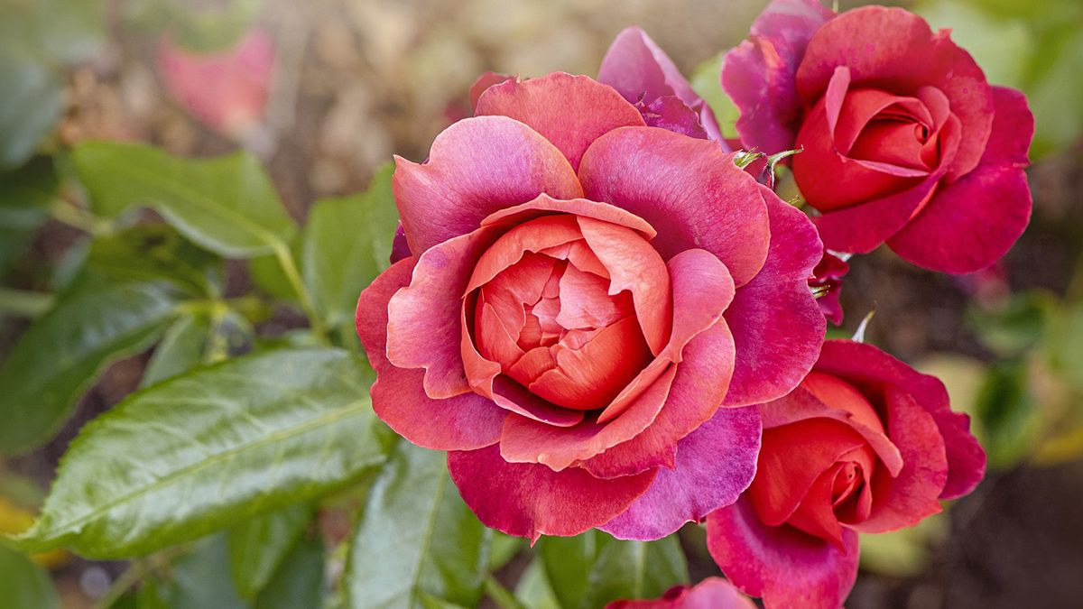 What Your Roses Need in October – 6 Things to Get Right for a Fabulous Flower Show Next Year