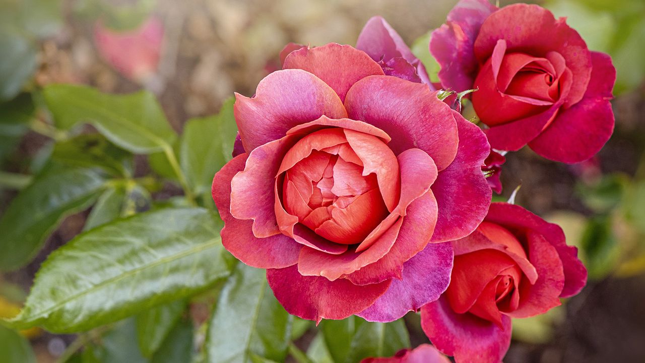 Floribunda Rose &#039;Hot Chocolate&#039; 