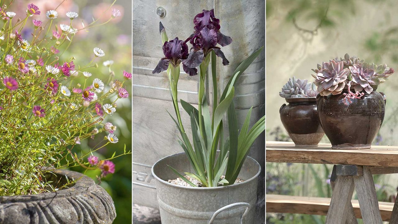 drought-tolerant plants for pots