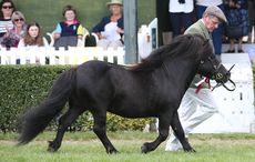 KERLOCH RUPERT - Shetland Champion at Great Yorkshire Show 14/7/16 Photograph by John Grossick 0771 046 1723