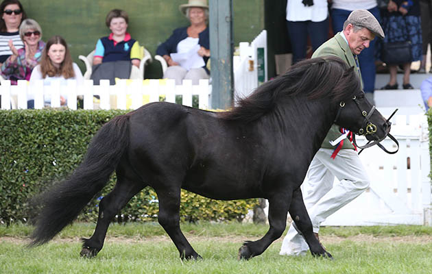 KERLOCH RUPERT - Shetland Champion at Great Yorkshire Show 14/7/16 Photograph by John Grossick 0771 046 1723