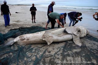 A dead great white shark that's missing its liver washed up on the beach.