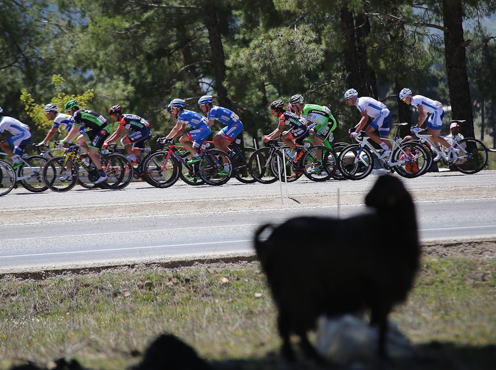 Sheep take in the peloton as it passes through the Turkish countryside.
