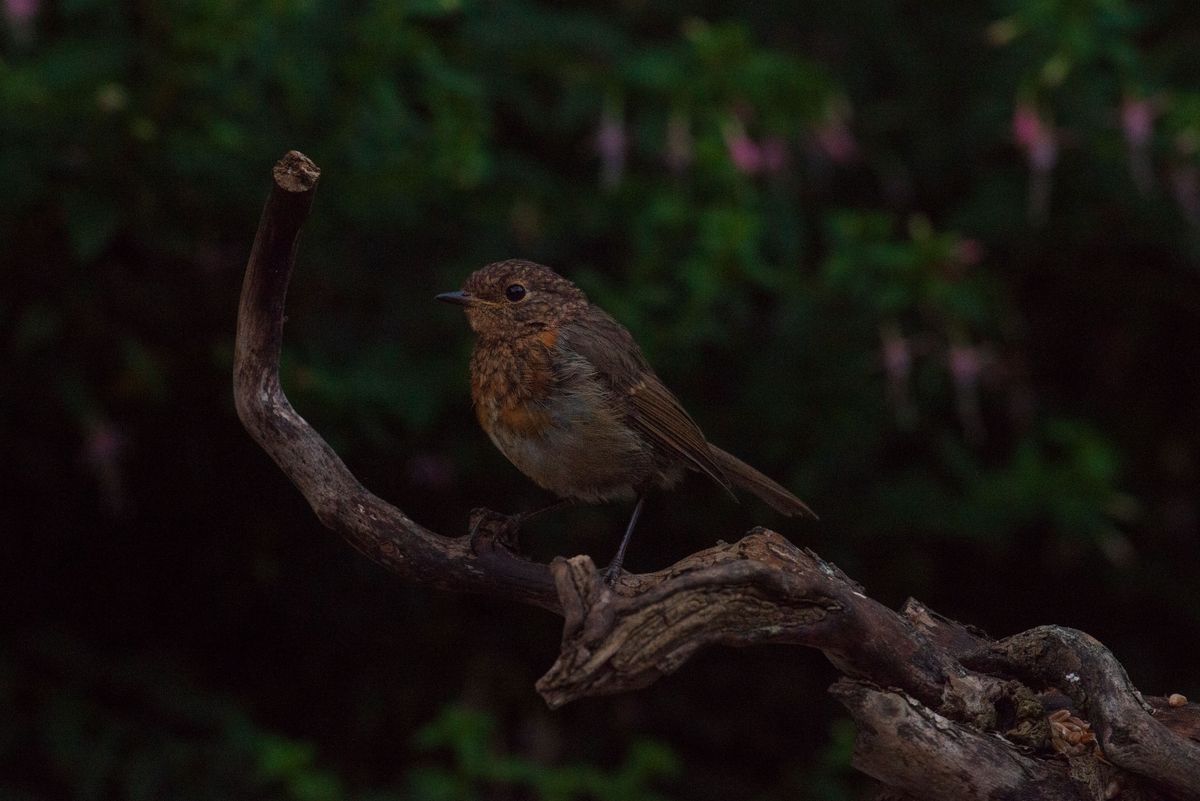 Small bird on a branch in front of foliage with pink flowers, captured with the Camtraptions Camera Trap device and a Nikon DSLR
