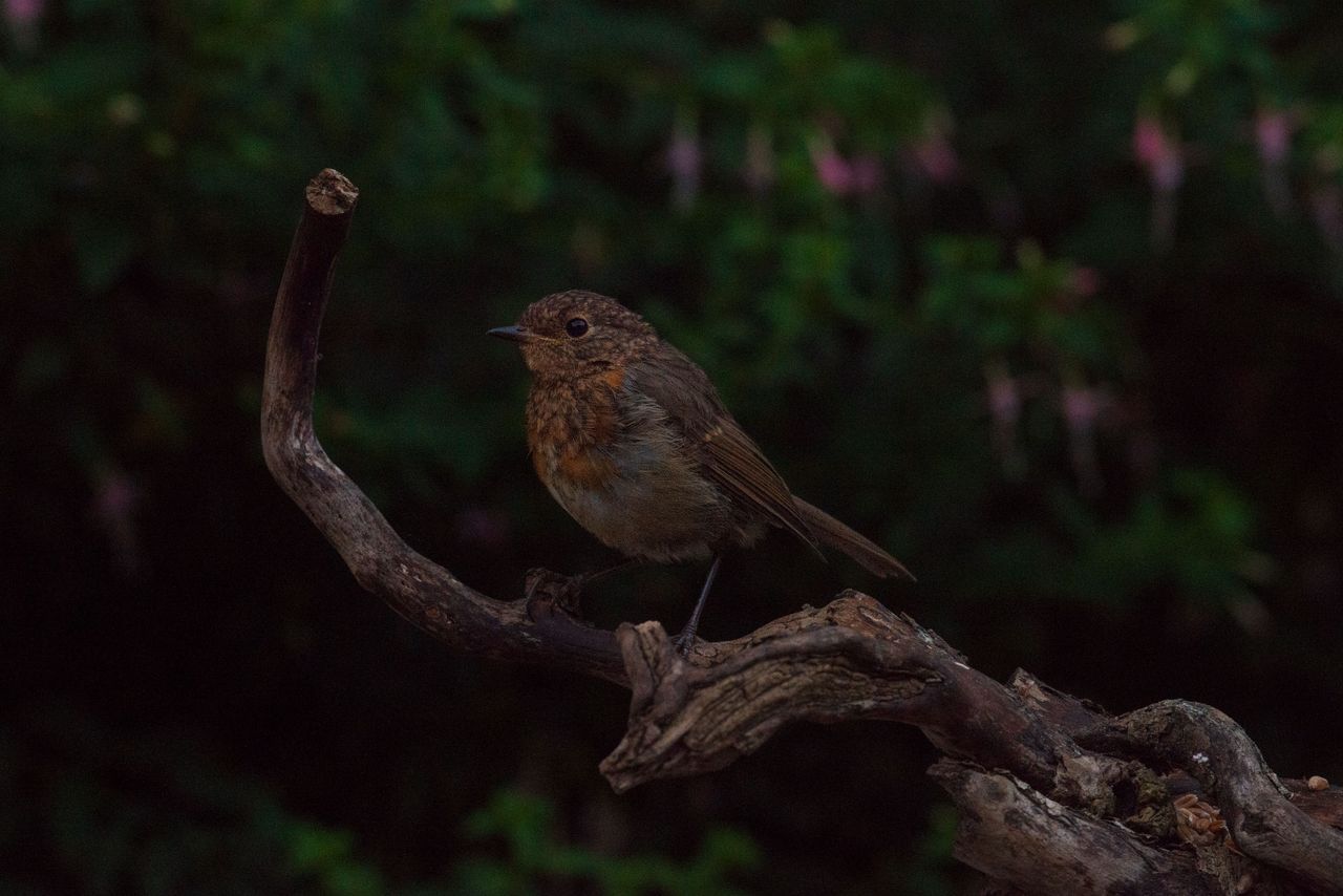 Small bird on a branch in front of foliage with pink flowers, captured with the Camtraptions Camera Trap device and a Nikon DSLR
