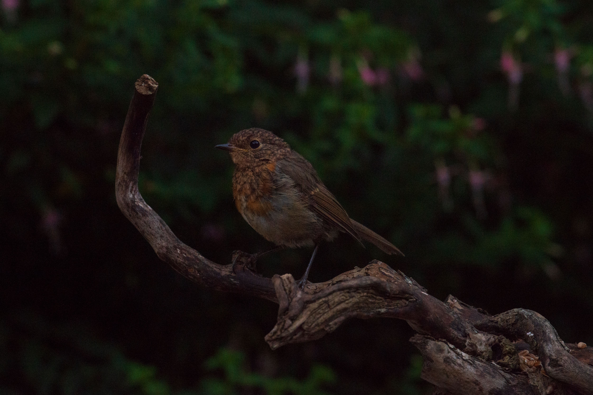Small bird on a branch in front of foliage with pink flowers, captured with the Camtraptions Camera Trap device and a Nikon DSLR