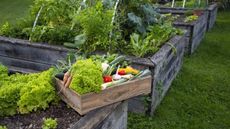 Vegetables growing in raised beds and a box of organic harvested crops
