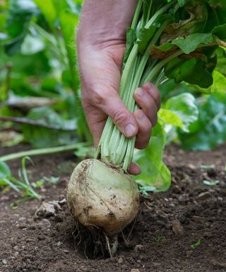 White Detroit beetroot being picked