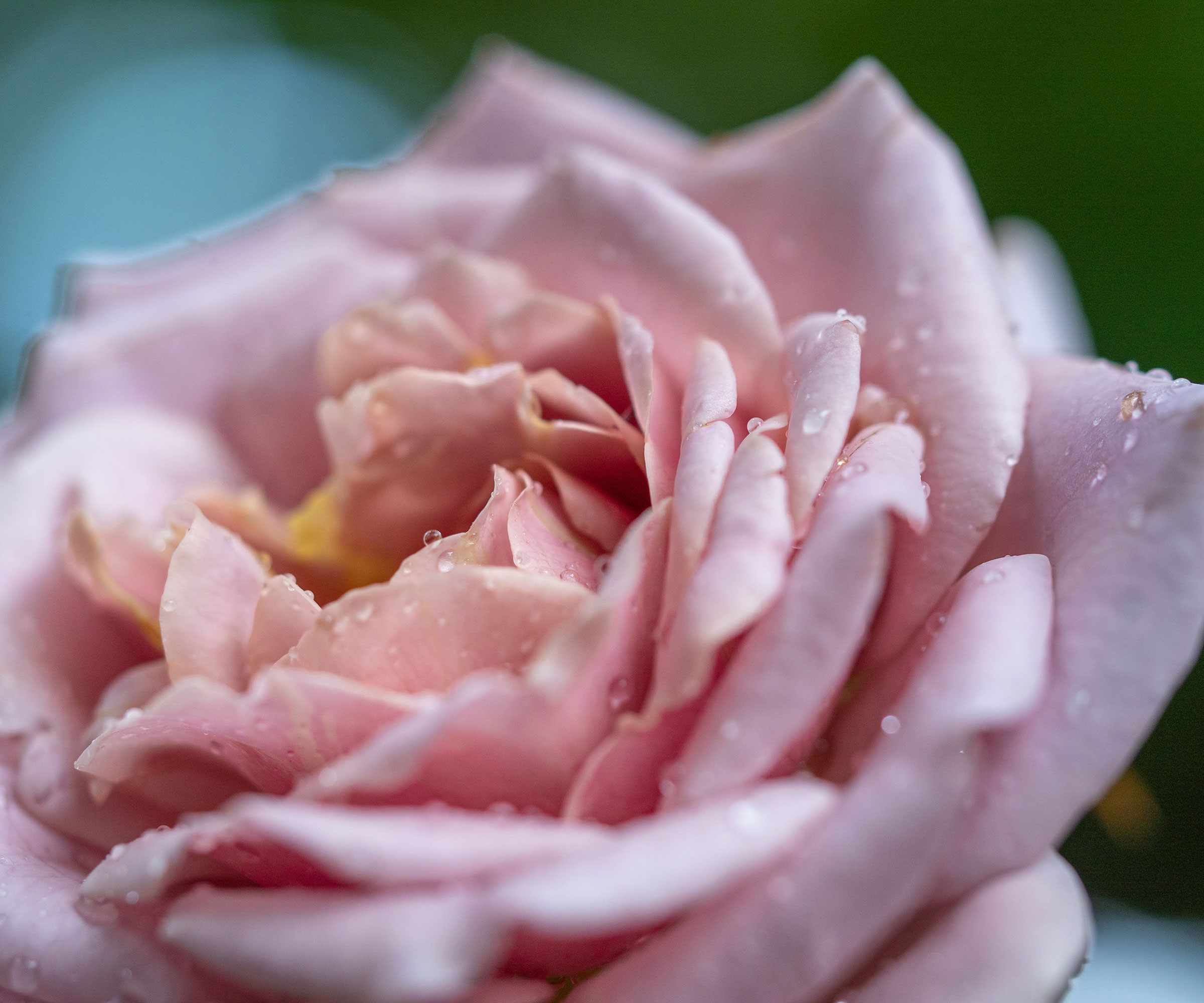 pale pink Koko Loco rose in full bloom