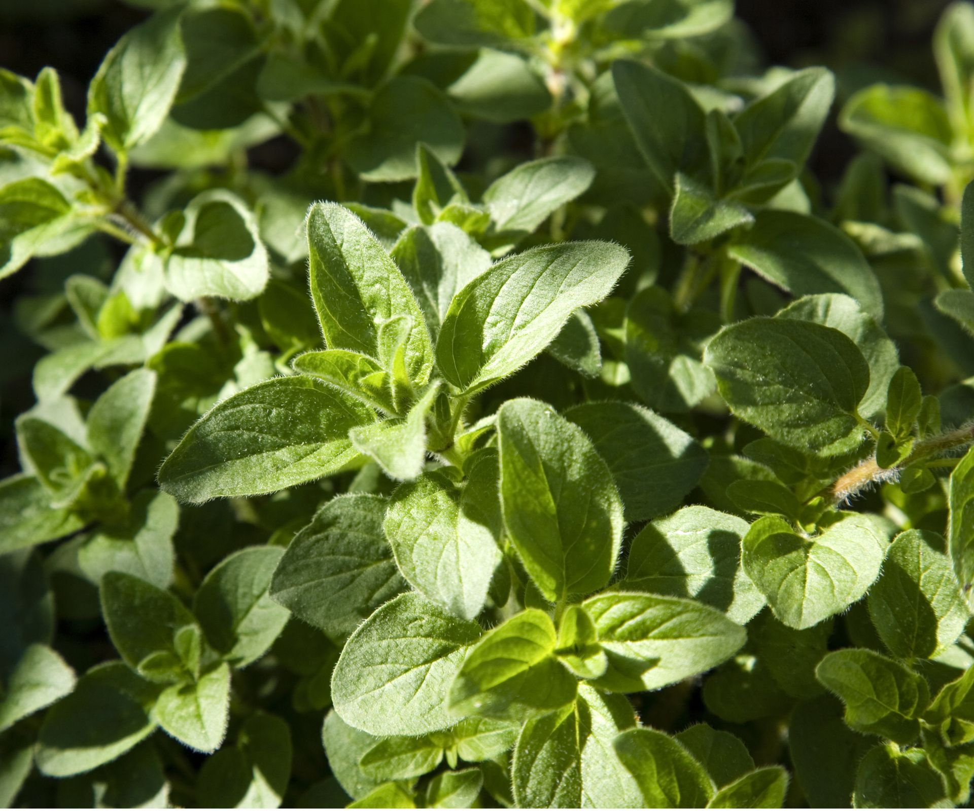 How to grow oregano for an aromatic herb